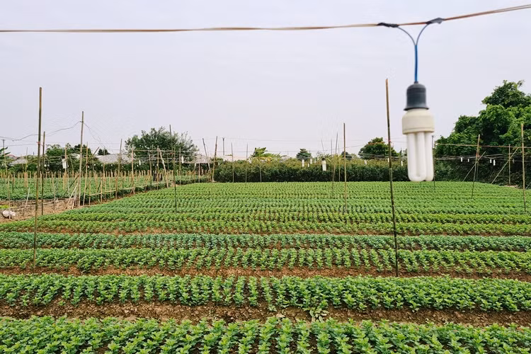 Tuy nhiên, do thời tiết ở Hà Nội lúc này nhiệt độ đang giảm mạnh nên người dân phải lắp đèn trên từng luống hoa vừa để giữ ấm, vừa kích thích cho hoa phát triển về đêm.
