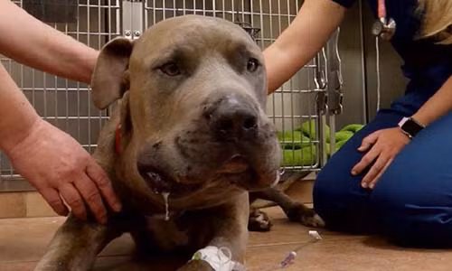 Chó pit bull “đỡ đòn”, giết rắn độc để bảo vệ 2 em nhỏ Mỹ Cho pit bull “do don”, giet ran doc de bao ve 2 em nho My