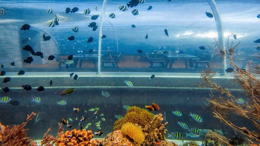 Tên gọi 5.8 Undersea Restaurant được đặt từ chính độ sâu 5,8m xuống đáy biển của nhà hàng sang trọng này.