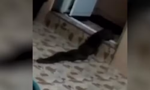 Kinh hãi sinh vật lạ khổng lồ gớm ghiếc chui ra từ toilet Kinh hai sinh vat la khong lo gom ghiec chui ra tu toilet