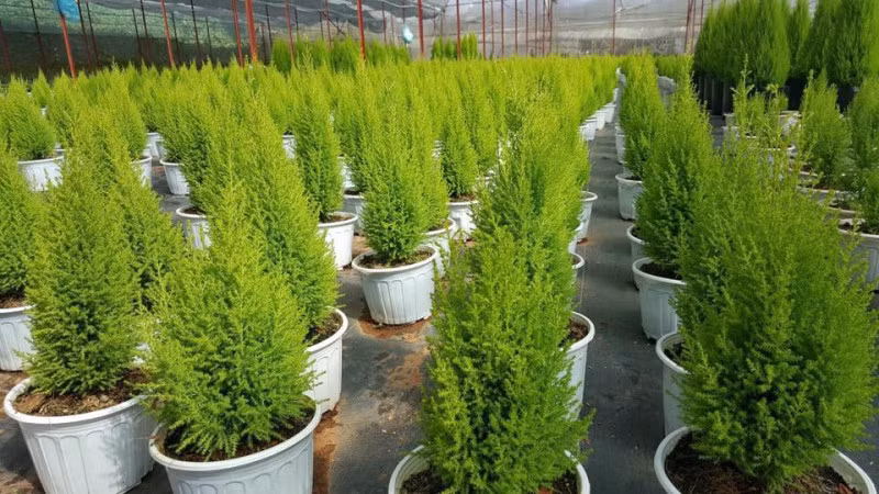 Nhỏ gọn, xinh xắn, thích hợp để trang trí bàn làm việc, bàn học, bàn trà… là những cây tùng thơm, được trồng tại các nhà vườn Đà Lạt và một số khu vườn ở Mê Linh, Sóc Sơn (Hà Nội)… Cây tùng thơm có hình dáng khá giống cây thông Noel, không chỉ mang đến không khí Giáng sinh ấm áp cho ngôi nhà mà còn tỏa ra một mùi hương nhẹ, giúp thư giãn. Tùy theo kích thước, kiểu dáng, cây tùng thơm có giá từ 100.000 đồng đến 200.000 đồng.