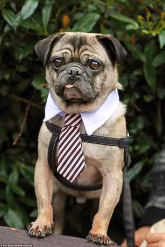 Vẻ mặt ưu tư với đối mắt nhìn xa xăm của chú chó pug này rất phù hợp với bộ trang phục đậm chất “doanh nhân thành đạt”.