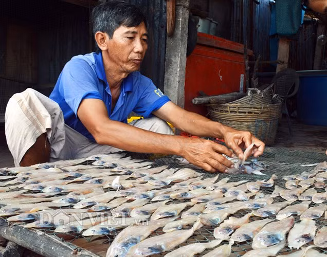 Vào những ngày này, những chuyến biển thuận lợi hơn, đồng nghĩa với việc làng khô cũng tất bật vì có nhiều cá. Mỗi ngày, các cơ sở sản xuất lớn nhỏ cho ra gần vài tấn cá khô các loại.