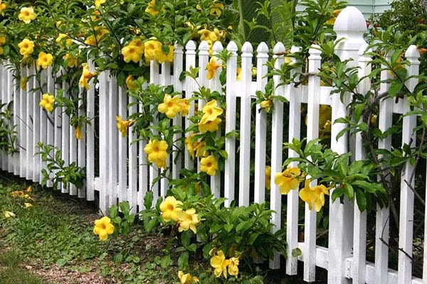 Cảnh báo: Hoa huỳnh anh đẹp rực rỡ nhưng có độc Canh bao: Hoa huynh anh dep ruc ro nhung co doc