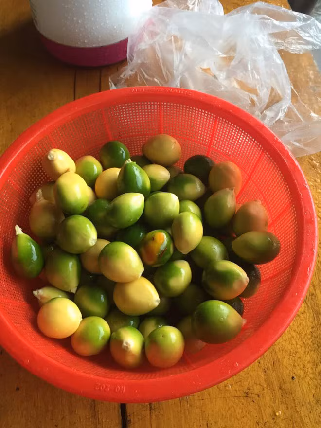 Quả vạn tuế đã ngả sang màu vàng, ăn thơm và rất bùi.