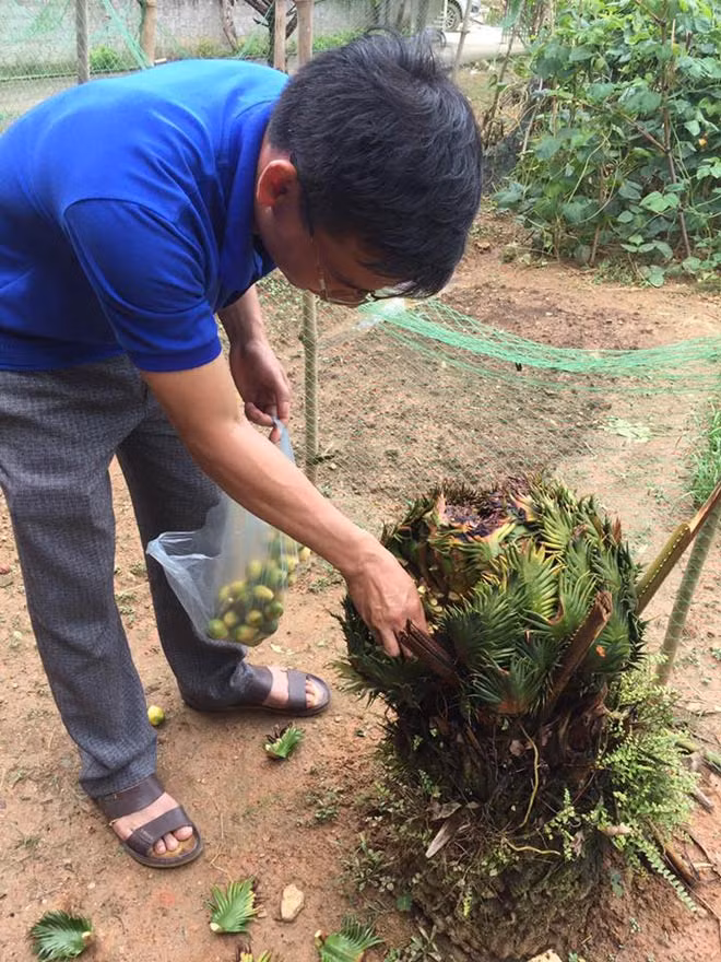 Khách đến nhà được chủ nhà hái quả vạn tuế biếu.