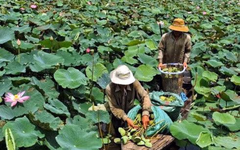 Kinh ngac: Trieu phu, ty phu lam giau tu nhung loai cay ngo bo di-Hinh-3