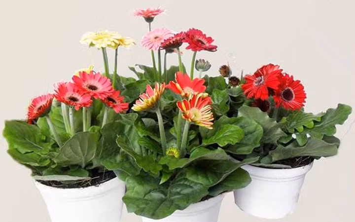 5. Hoa đồng tiền. Hoa đồng tiền mang lại nhiều may mắn, sức khỏe, tuổi thọ mà giá thành khá rẻ nên được nhiều gia đình lựa chọn để chơi hoa trong ngày Tết. 
