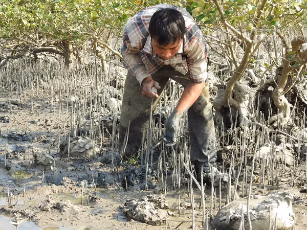 Nhưng không phải lần nào chọc chéc xuống cũng bắt được ngán...