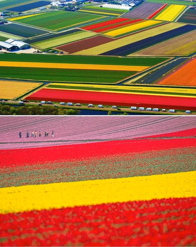 Dep vo cung nhung canh dong hoa tulip nhin tu tren cao