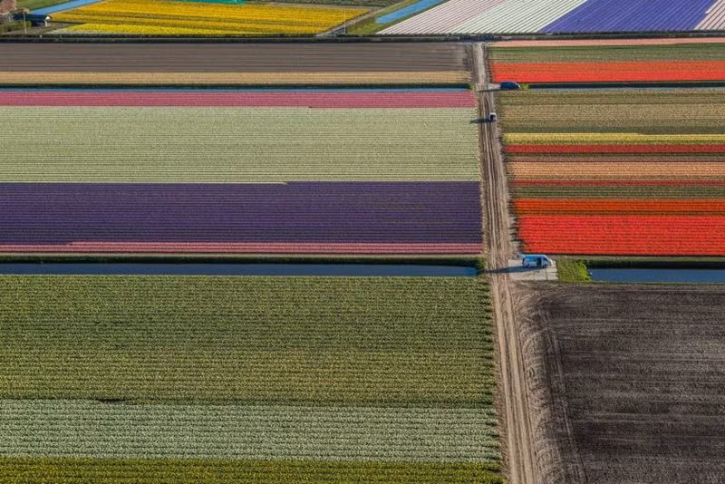 Những cánh đồng hoa Tulip ở Hà Lan đang trổ bông. Ảnh: Pinterest.
