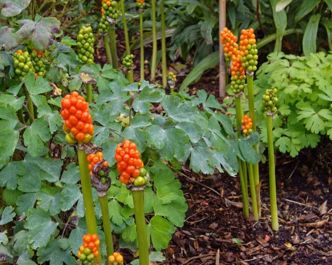 Arum maculatum là một loài thực vật có hoa trong họ Ráy và thuộc chi Arum lily. Mặc dù mọi bộ phận của cây đều chứa độc tố, người ta vẫn dùng lá của cây này để làm thực phẩm.