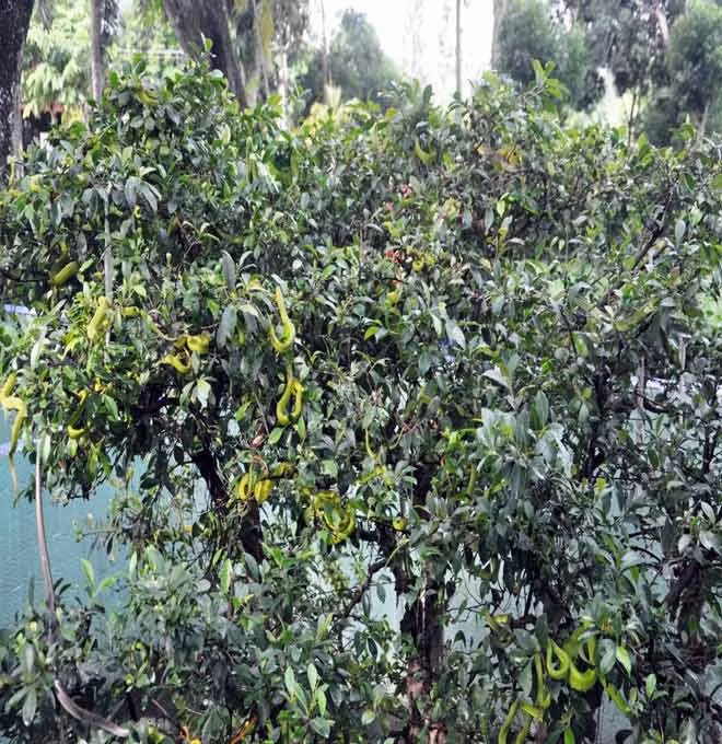 Nhiều người đến tham quan không khỏi giật mình khi thấy rắn lục đuôi đỏ “ngụy trang” trên cây.