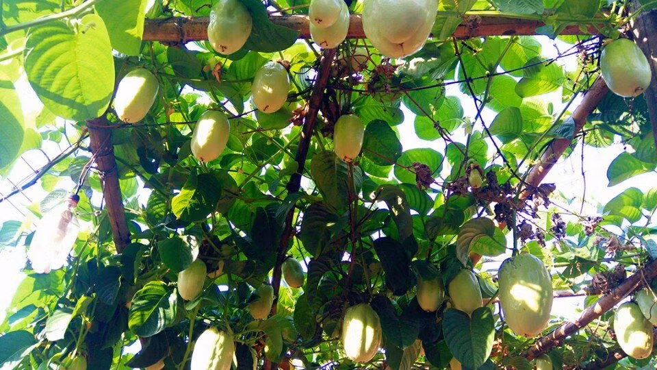 Nhiều người trồng giàn dưa gang Tây chia sẻ, buổi sáng sớm, mở cửa ra đầu ngõ, lồng ngực đã đầy ăm ắp mùi hương thơm nồng đặc biệt, đáng yêu của loài hoa tím tím này. Cảm xúc lâng lâng mà mùi hương hoa dưa gang Tây mang lại thư thái, suốt cả ngày, có bị mẹ mắng oan cũng chẳng giận. Mùi thơm ấy ngan ngát, dễ chịu, mát lòng không giống như bất cứ 1 loài hoa nào, không thể kể ra cho bất cứ người khác hiểu được mà chỉ có thể tự cảm nhận.