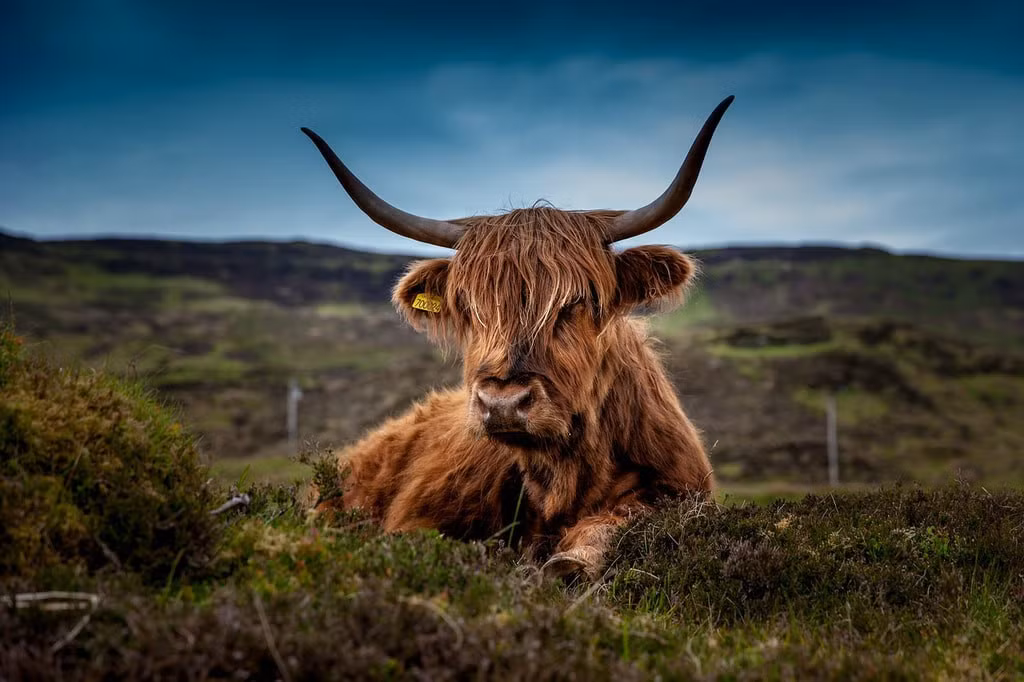 Chăn bò, cưỡi ngựa khi say xỉn: Ở Scotland (Anh), mọi người không được chăn bò hoặc cưỡi ngựa sau khi uống rượu, nếu vi phạm có thể bị phạt 200 bảng hoặc phạt tù 51 tuần. Năm 2009, anh Godfrey Blacklin bị phạt tiền chỉ vì cưỡi ngựa trong tình trạng say xỉn và bị cảnh sát bắt gặp. Sau sự việc, nam thanh niên nói trên không tin nổi mình bị mất tiền. Ảnh: Theculturetrip.