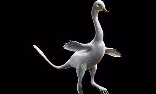 Hình dáng bề ngoài của khủng long Halszkaraptor escuilliei. Ảnh: Lukas Panzarin.