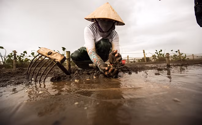 Một số ngư dân cào ngao với dụng cụ đơn giản là chiếc bồ cào bằng sắt, cào dọc bãi ngao khi gặp vật cản hoặc nghe thấy tiếng kêu có nghĩa là đã chạm vào con ngao.