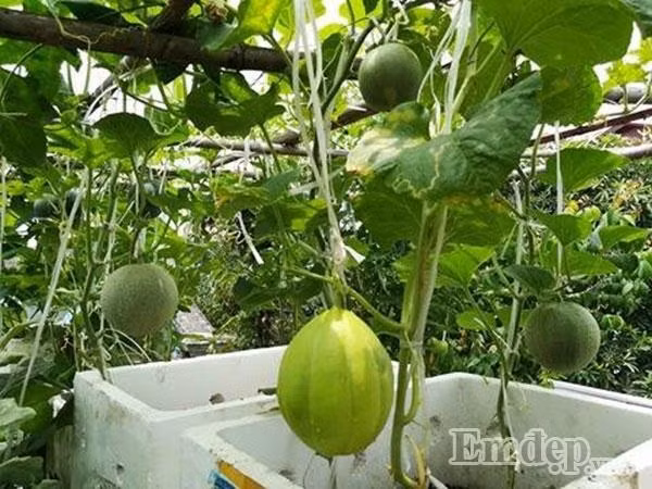 Phát thèm vườn rau trên sân thượng của "soái ca" Hải Dương - Hình 2 Phat them vuon rau tren san thuong cua "soai ca" Hai Duong-Hinh-2