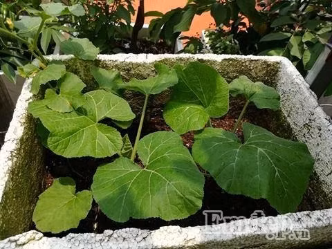 Phát thèm vườn rau trên sân thượng của "soái ca" Hải Dương - Hình 8 Phat them vuon rau tren san thuong cua "soai ca" Hai Duong-Hinh-8