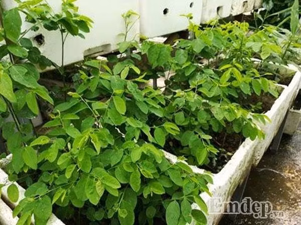 Phát thèm vườn rau trên sân thượng của "soái ca" Hải Dương - Hình 7 Phat them vuon rau tren san thuong cua "soai ca" Hai Duong-Hinh-7