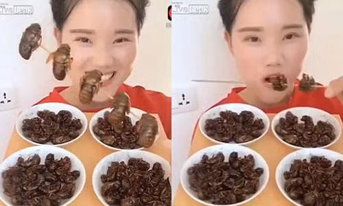 Cô gái trẻ tin rằng những loại côn trùng rất giàu chất dinh dưỡng. Cô gái trẻ tin rằng những loại côn trùng rất giàu chất dinh dưỡng.