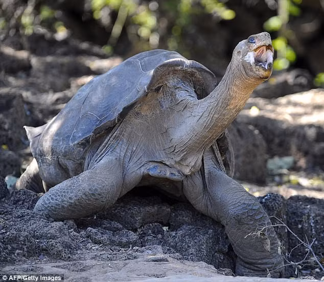 Rùa cạn Pinta (Ecuador): Đến cuối thế kỷ 19, phần lớn rùa đảo Pinta thuộc quần đảo Galapagos đã bị con người săn bắt. Đến giữa thế kỷ 20, loài này được cho là đã tuyệt chủng cho tới khi một cá thể đực được phát hiện vào năm 1971. Cá thể này chết năm 2012 sau nhiều nỗ lực phối giống với loại rùa khác không đem lại kết quả. Tuy nhiên, 17 con rùa lai thế hệ đầu đã xuất hiện ở núi lửa Volcano trên đảo Isabela (Galapagos). Chúng khá nhỏ nên có thể bố mẹ của chúng vẫn còn sống đâu đó trên đảo.