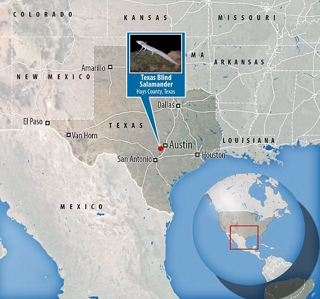 Chúng chỉ sống ở hạt Hays, Texas. Tình trạng ô nhiễm nước và nước ngầm khiến sự sinh tồn của loài kỳ giông này trở nên mong manh hơn bao giờ hết.