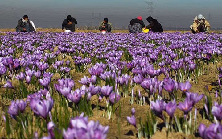 Saffron: Được lấy từ nhụy hoa nghệ tây trồng ở Morocco và Iran, mỗi cây nghệ tây có khoảng 3 đến 4 hoa, mỗi hoa lại có 3 nhụy phủ phấn hoa nằm giữa bông hoa. Do đó, việc thu hoạch được 1 kg Saffron sẽ mất rất nhiều thời gian và công sức.(Ảnh: Kiến Thức)