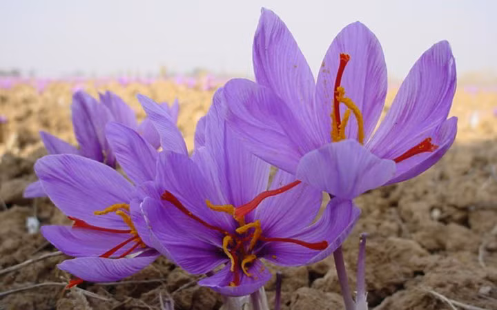 Saffron được coi là gia vị quý hiếm và đắt đỏ bởi vì loài hoa nghệ tây chỉ nở trong một thời gian rất ngắn, cuối tháng 10 đến đầu tháng 11.(Ảnh: Kiến Thức)