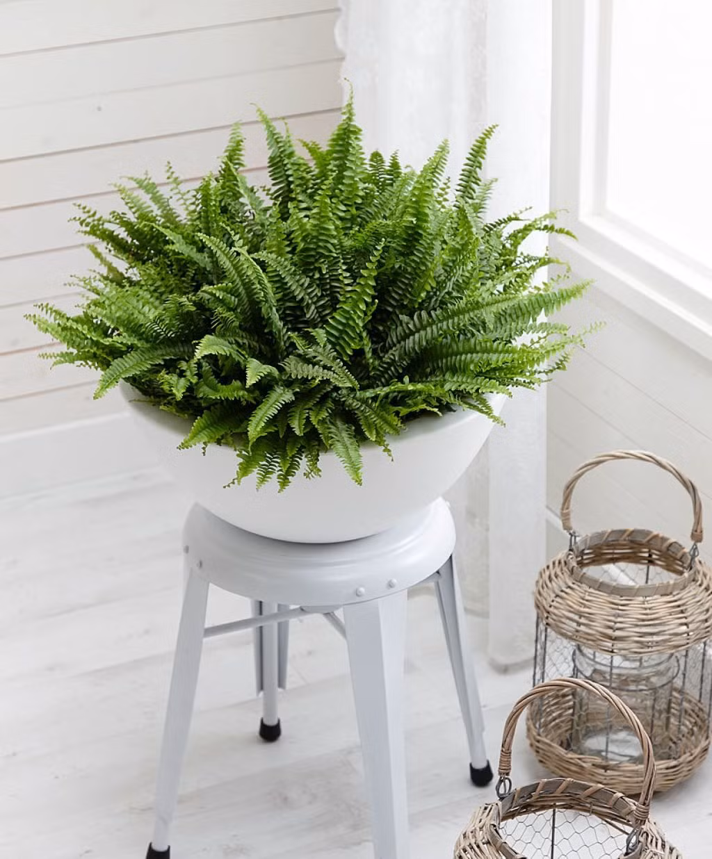 Cây dương xỉ được ví như một trong những máy lọc không khí hiệu quả nhất, cây hoạt động đặc biệt tốt trong việc loại bỏ formaldehyde. Một số nghiên cứu cũng cho thấy nó có thể loại bỏ kim loại độc hại như thủy ngân và asen.