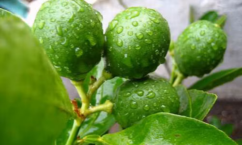 Lá chanh được xem là tiên dược chữa bách bệnh trong đông y.