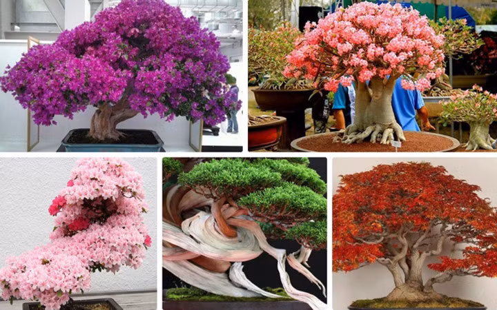 Bằng bàn tay khéo léo, các nghệ nhân trên thế giới đã tạo ra những cây cảnh độc đáo rực rỡ sắc màu, giới nhà giàu cũng khó mua về nhà ngắm.