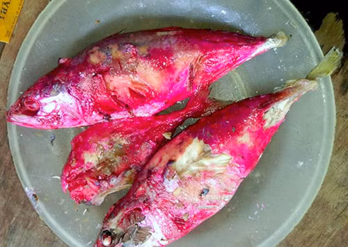 Ha Tinh: Ta hoa ca kho doi mau dang so chi sau mot dem