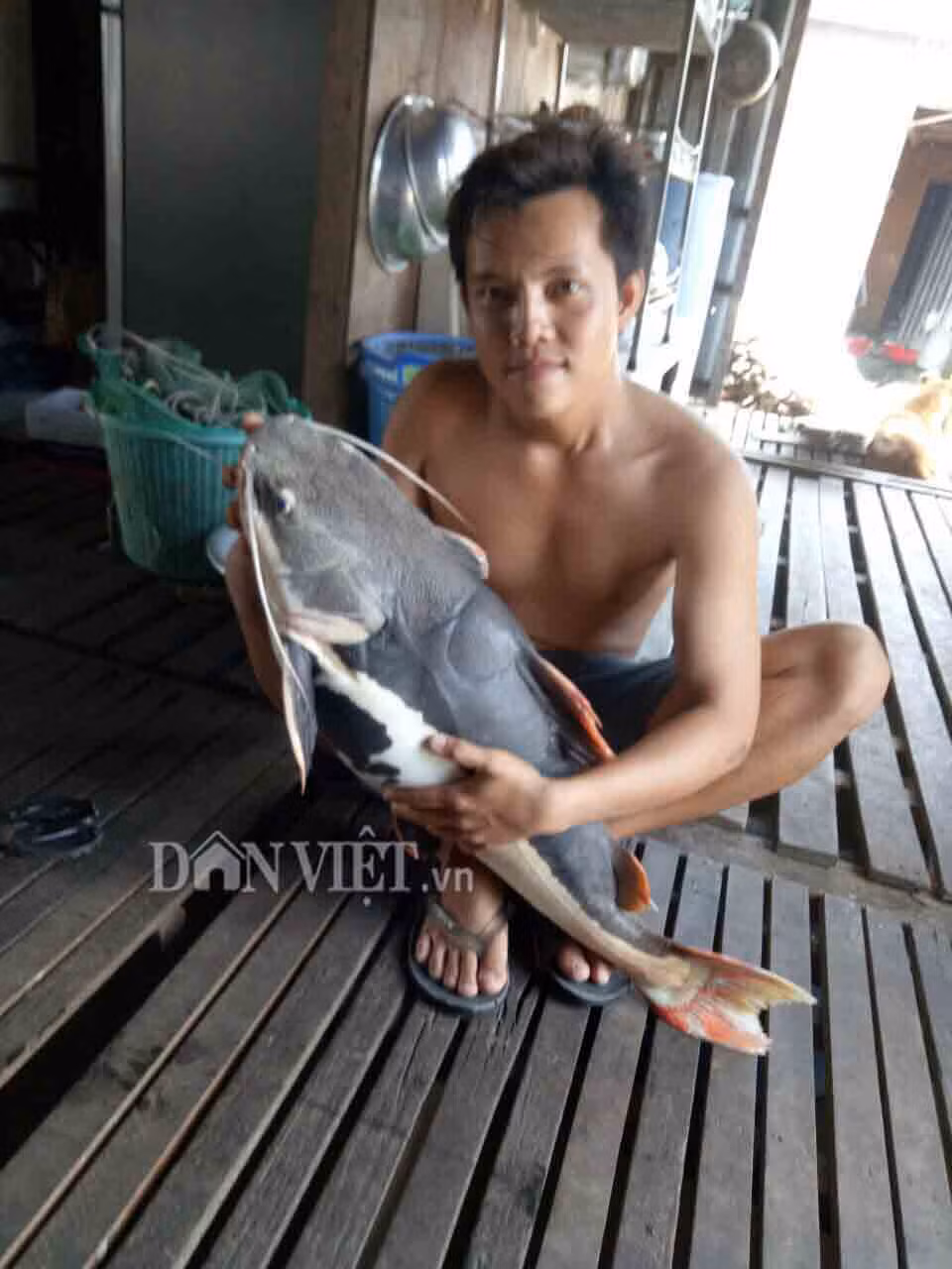 Loại cá khủng này không có răng sắt nhọn nên phương thức săn mồi của chúng là hút và nuốt trọn con mồi. Hiện nay, anh Bảy Bon có trên 10 con cá trê đuôi đỏ nuôi trong lồng bè sông Hậu. Theo đó, mỗi con có trọng lượng hàng chục ký. Chỉ khi khách quý đến, ông Bảy Bon mới đem ra giới thiệu.
