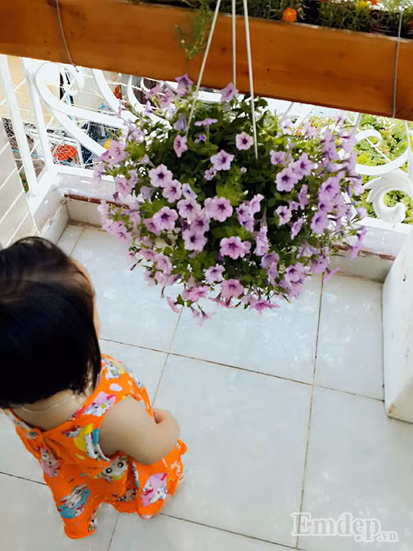 Để cây hoa phát triển tốt chị khuyên cần phải tưới đủ nước 2 lần mỗi ngày. Cùng với đó, thỉnh thoảng cũng nên pha chút phân đạm với phân lân tưới cho cây, cung cấp dinh dưỡng giúp cây luôn xanh tốt và nở thêm thật nhiều hoa.