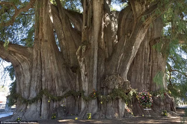 Cây El Arbol del Tule ở Oaxaca ở Mexico có đường kính rộng tới 43m, được người bản xứ coi trọng và thờ cúng.