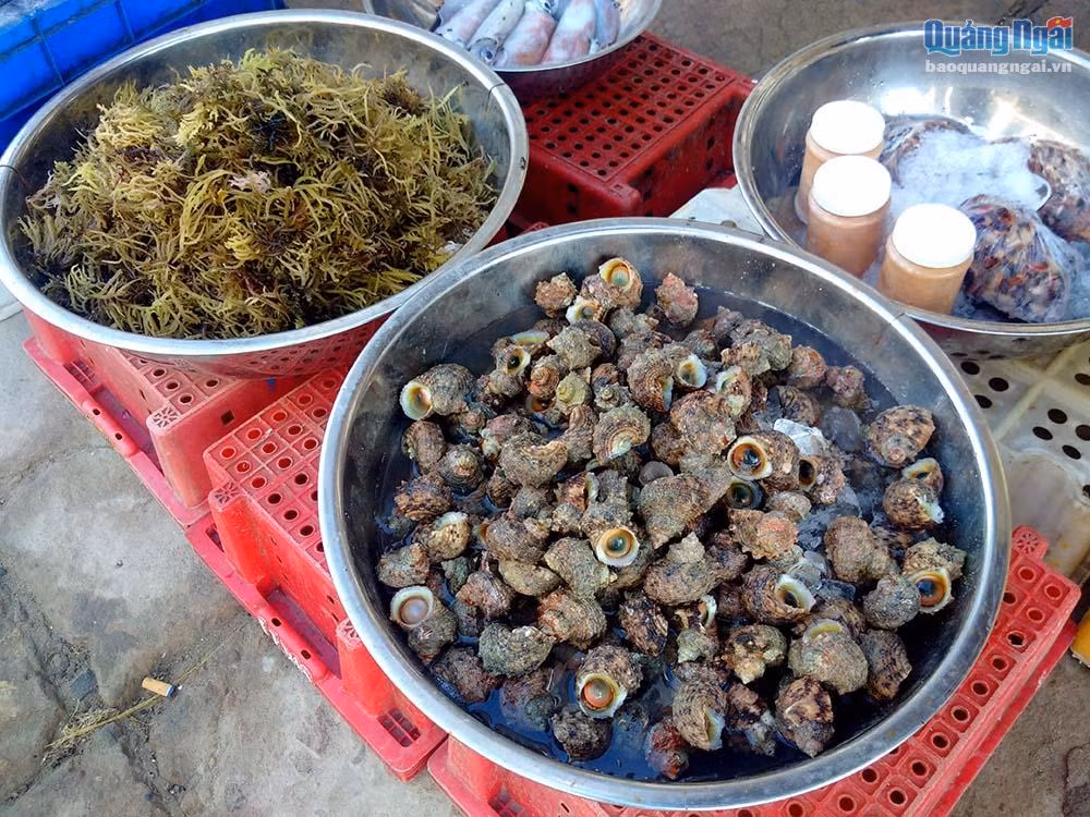 Ốc cừ, rong biển cũng được bày bán tại chợ .