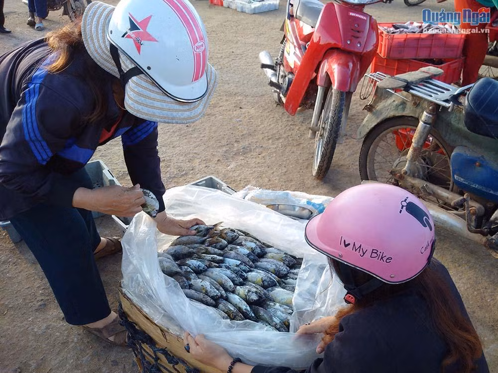 Cá được đóng thùng để chuyển vào đất liền.