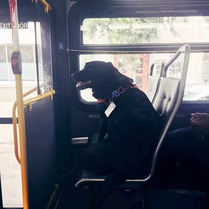 Nếu đi tuyến xe bus D của Seattle, Mỹ, bạn sẽ có cơ hội gặp một cô chó đặc biệt tên Eclipse.