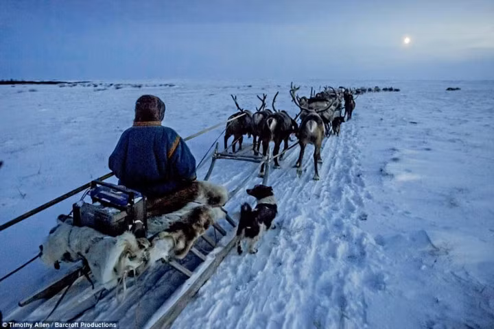 Vào mùa đông, khi nhiệt độ xuống thấp, những người Nenets lại lên xe tuần lộc để di chuyển tới khu vực phía nam ấm áp hơn.