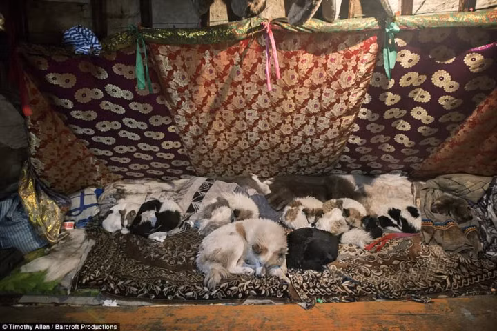 Bên cạnh tuần lộc, người Nenets cũng nuôi thêm chó. Những chú chó là trợ thủ đắc lực của người Nenets trong cuộc sinh tồn trên vùng đất có điều kiện khí hậu khắc nghiệt ở Siberia.