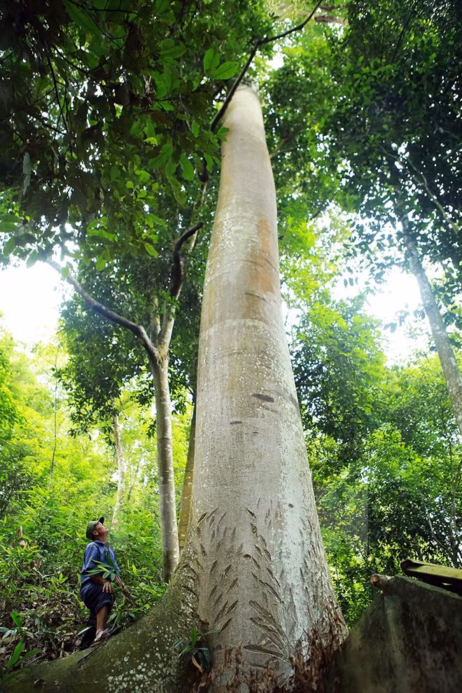 Khong tin vao mat minh voi "cay to ong" khong lo o Dien Bien