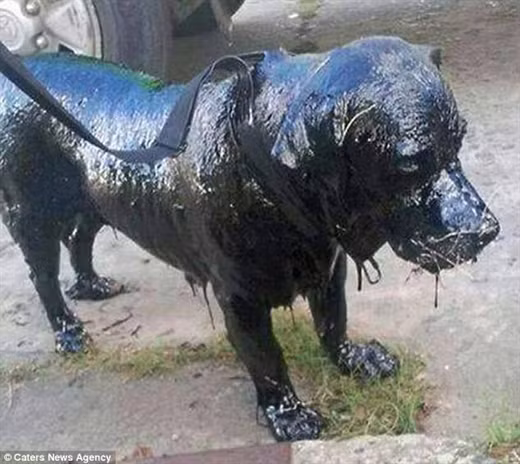 Sau hơn 5 tiếng đồng hồ, bộ lông màu nâu của chú chó đã hé lộ ra, nhân viên trại thú Zoonosis Lanus đã làm việc suốt 24 giờ để giải cứu, và họ đã đặt cái tên Petro cho chú chó lang thang này.