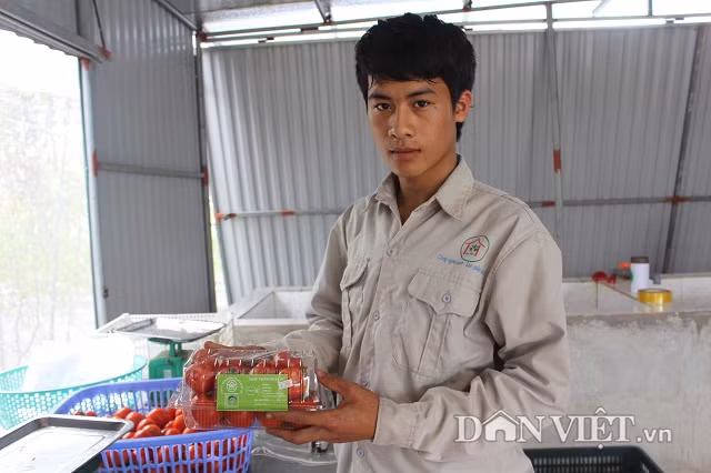 Điều đáng nói, tuy công ty sản xuất rau theo công nghệ Nhật Bản nhưng giá bán rất bình dân dao động từ 20.000 – 25.000/kg. “Hiện, công ty sản xuất 22 loại rau, củ, quả đạt tiêu chuẩn chất lượng và được cấp giấy chứng nhận VietGAP. Sản phẩm rau, củ, quả của công ty sản xuất đạt chất lượng, sản lượng ổn định, có uy tín, được nhiều nhà hàng, siêu thị ký hợp đồng bao tiêu toàn bộ sản phẩm”, anh Cấn thông tin.