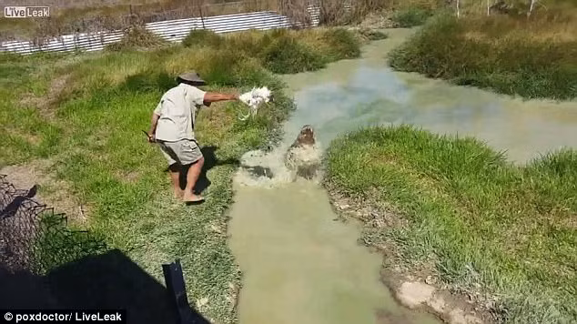 Đập vào nước lặng như gương, không ngờ "quái vật" khổng lồ lao lên Dap vao nuoc lang nhu guong, khong ngo "quai vat" khong lo lao len