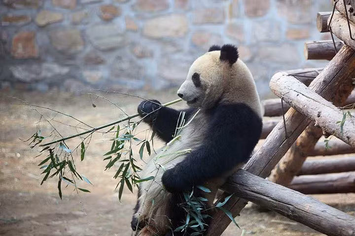Mùa sinh sản của gấu trúc (loài vật được cho là 'quốc bảo' của Trung Quốc) chỉ kéo dài vài ba ngày. Sau khi giao phối xong, gấu trúc cái sẽ đuổi gấu trúc đực khỏi lãnh địa và tự nuôi con. Ảnh: Telegraph.