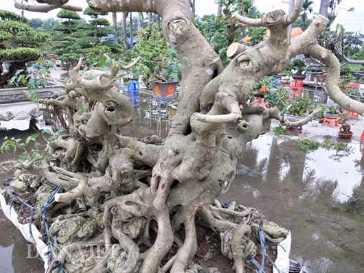"Sanh là loại cây dễ trồng nhưng để tạo được tán đẹp theo ý mình muốn thì không đơn giản. Để làm được điều đó, người chủ vườn phải kiên trì học hỏi, rèn luyện và có óc sáng tạo thì mới thành công được" - anh Tiến nói.