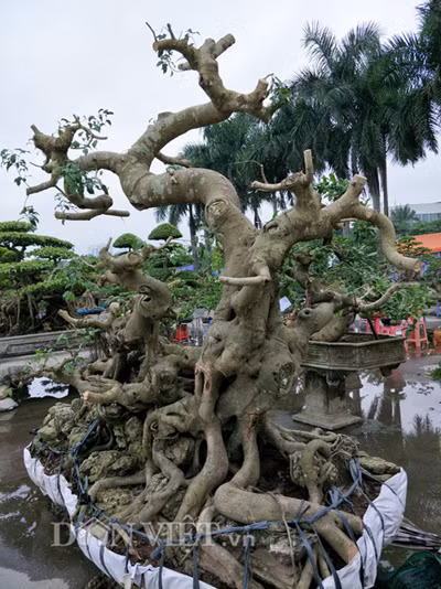 Chia sẻ về nghề cây cảnh, anh Thọ cho rằng: "Nghề làm cây này cũng có lúc thăng, lúc trầm. Có thời điểm Trung Quốc mua cây rộ người dân đua nhau trồng giờ họ ko mua dân lại chịu thiệt nhiều. Còn đối với những người có nghề như chúng tôi, việc chăm cây và hưởng lợi từ cây cũng phải có sự kiên trì và từ từ thì mới bền vững được".