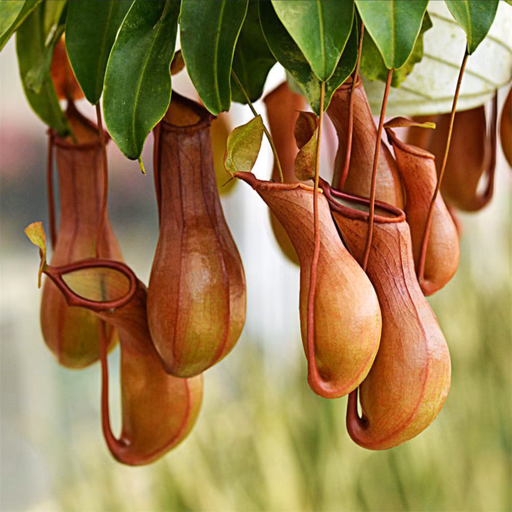 Cây nắp ấm là một loại thực vật ăn thịt khác có nguồn gốc từ Đông Nam Á. Phần đuôi lá hình thành một bầu phễu nhỏ, chứa dịch nhầy tỏa hương thơm, thu hút côn trùng. Loài cây này thậm chí có thể “chén thịt” cả một con chuột. Ảnh: Alicdn.com.
