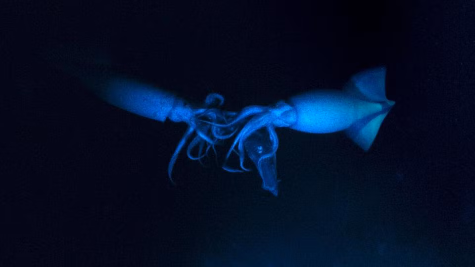 Đàn mực Humboldt – những con vật có thể dài tới 1,8m.